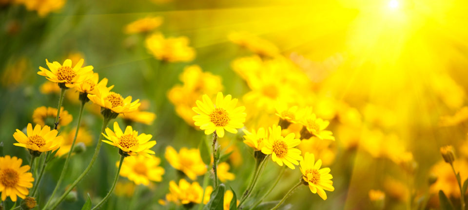 Springtime Sniffles